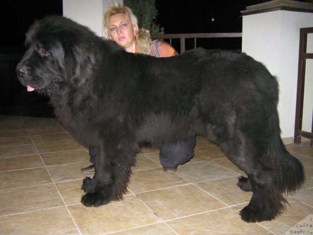 Фото: ньюфаундленд Plutarh Almas-Alana