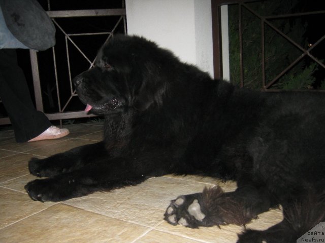 Фото: ньюфаундленд Plutarh Almas-Alana