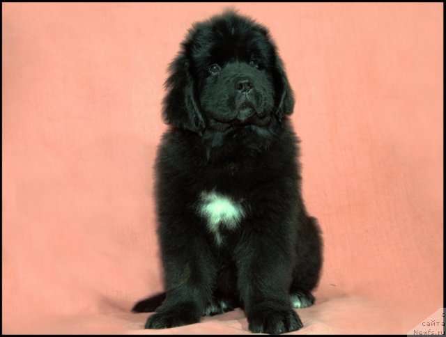 Фото: ньюфаундленд Restayling From SHipmyen (Рестайлинг Фром Шипмэн)