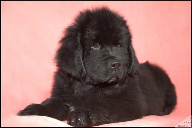 Фото: ньюфаундленд Restayling From SHipmyen (Рестайлинг Фром Шипмэн)