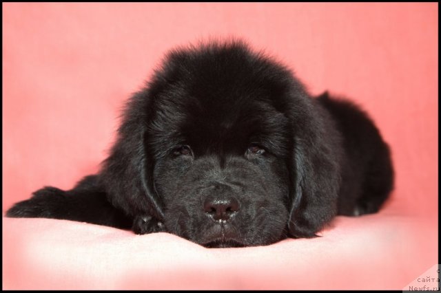 Фото: ньюфаундленд Restayling From SHipmyen (Рестайлинг Фром Шипмэн)