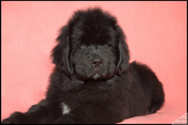 Фото: ньюфаундленд Restayling From SHipmyen (Рестайлинг Фром Шипмэн)