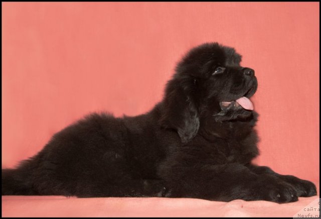 Фото: ньюфаундленд Rozmarin Lyubimec Publiki (Розмарин Любимец Публики)