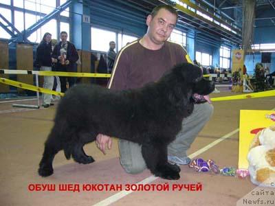 Фото: ньюфаундленд Obush SHed YUkotan Zolotoy Ruchey (Обуш Шед Юкотан Золотой Ручей)