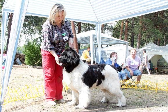 Фото: ньюфаундленд Kiper Soul Jemchujnyiy Korol' (Кипер Соул Жемчужный Король)