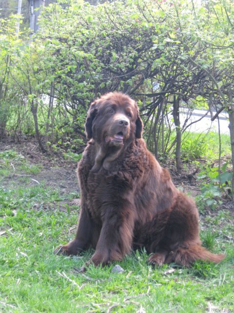 Фото: ньюфаундленд Almas Utrennyaya Zvezda (Алмас Утренняя Звезда)