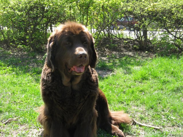 Фото: ньюфаундленд Almas Utrennyaya Zvezda (Алмас Утренняя Звезда)