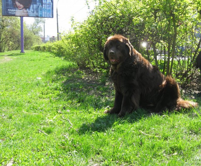 Фото: ньюфаундленд Almas Utrennyaya Zvezda (Алмас Утренняя Звезда)