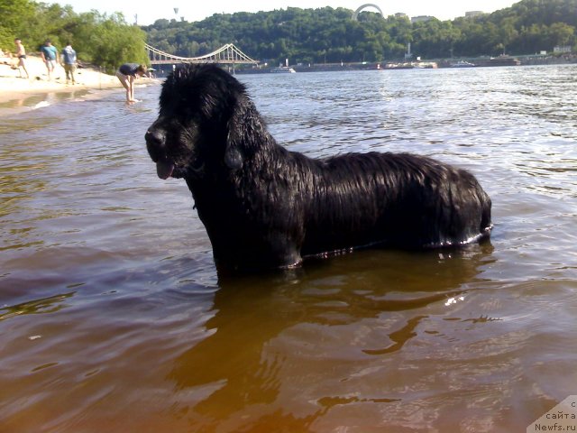 Фото: ньюфаундленд Alana Viva Jeniz (Алана Вива Дженис)