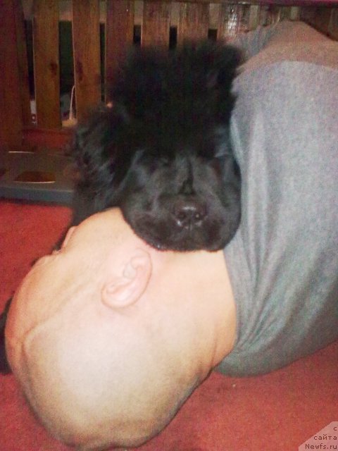 Фото: ньюфаундленд Ih Vyisochestvo Vladlena Madjiks (Их Высочество Владлена Маджикс), Aleksey Nistratov (Алексей Нистратов)