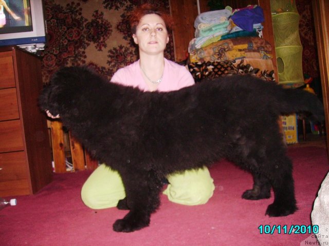 Фото: ньюфаундленд Ih Vyisochestvo Vladlena Madjiks (Их Высочество Владлена Маджикс), Irina Nistratova (Ирина Нистратова)