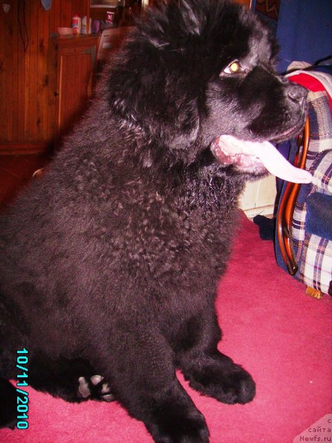 Фото: ньюфаундленд Ih Vyisochestvo Vladlena Madjiks (Их Высочество Владлена Маджикс)