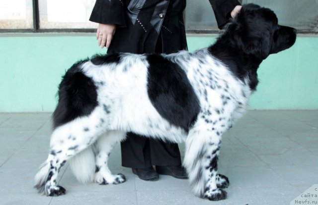 Фото: ньюфаундленд Kiper Soul Elizaveta (Кипер Соул Елизавета)