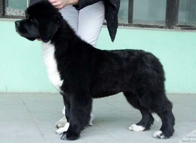 Фотография № 53174