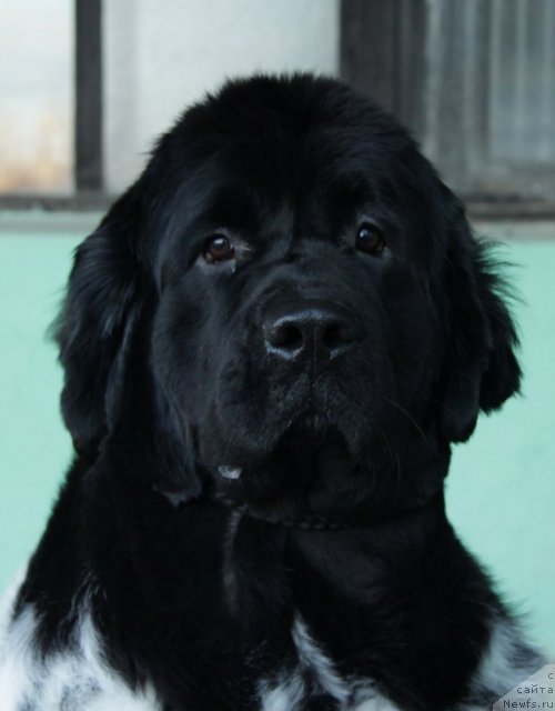 Фотография № 53175