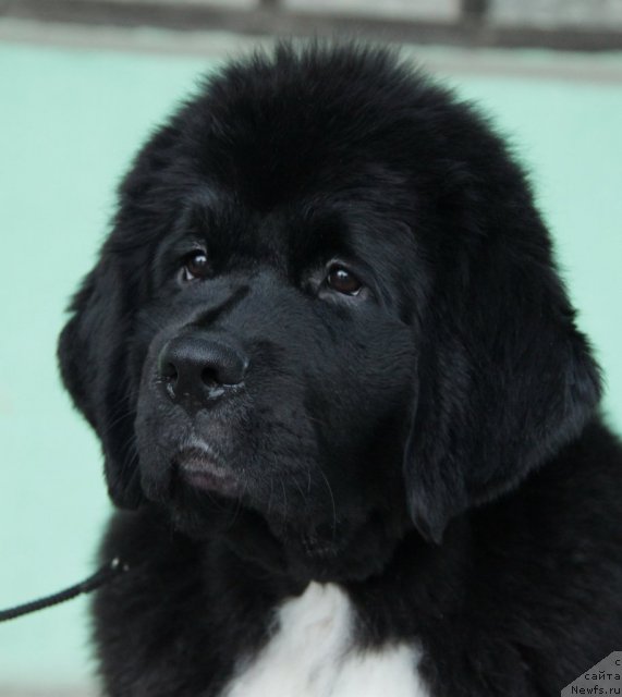 Фотография № 53176