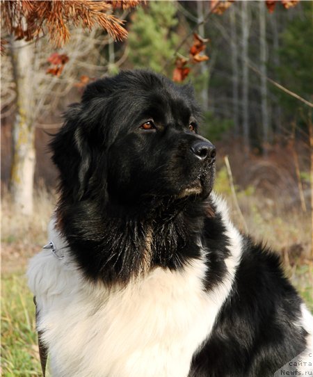 Фото: ньюфаундленд Kiper Soul Jemchujina Belaya (Кипер Соул Жемчужина Белая)