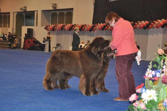 Фото: ньюфаундленд Amazing Grace vom Riesrand, ньюфаундленд Aetna vom Riesrand (Aetna vom Riesrand), Tat'yana Abutova (Татьяна Абутова)