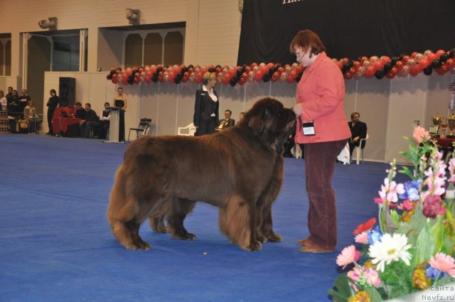 Фото: ньюфаундленд Amazing Grace vom Riesrand, ньюфаундленд Aetna vom Riesrand (Aetna vom Riesrand), Tat'yana Abutova (Татьяна Абутова)