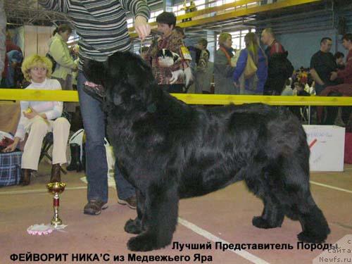 Фото: ньюфаундленд Favorite Nika's iz Medvejyego Yara (Фаворит Никас из Медвежьего Яра)