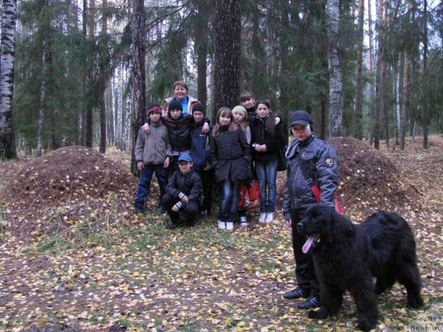Фото: ньюфаундленд Baryishnya (Барышня)