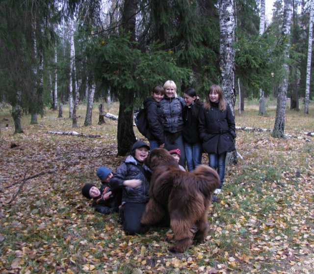 Фото: ньюфаундленд Barhatka Roskoshnaya (Бархатка Роскошная)