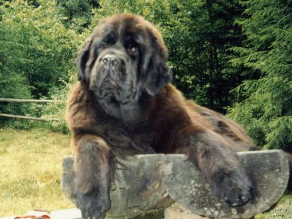 Фото: ньюфаундленд Midnight Lady's Gold Sensation