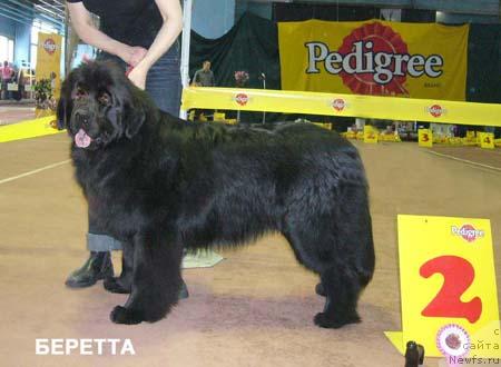 Фото: ньюфаундленд Beretta (Беретта)