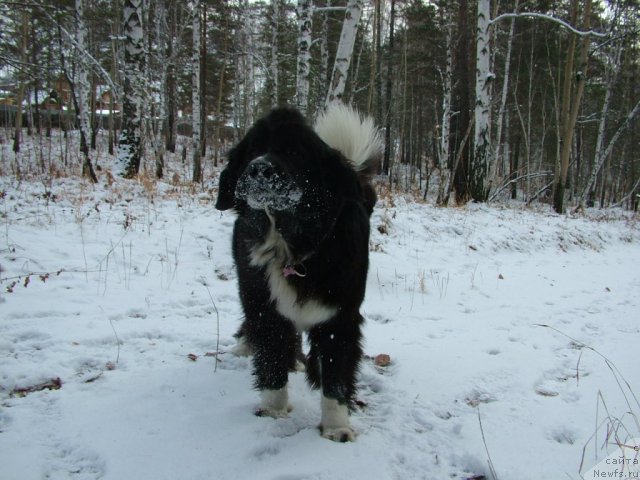 Фото: ньюфаундленд Mag Ispolin Lavina (Маг Исполин Лавина)