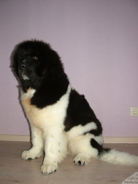 Фото: ньюфаундленд Pitern'yuf CHin-CHin (Питерньюф Чин-Чин)