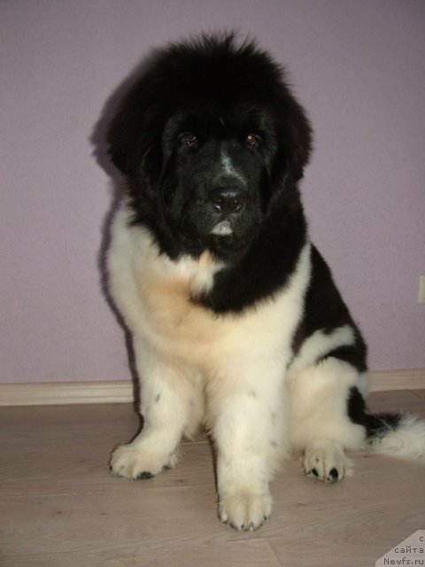 Фото: ньюфаундленд Pitern'yuf CHin-CHin (Питерньюф Чин-Чин)