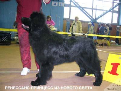 Фото: ньюфаундленд Renesans Princess iz Novogo Sveta (Ренесанс Принцесс из Нового Света)