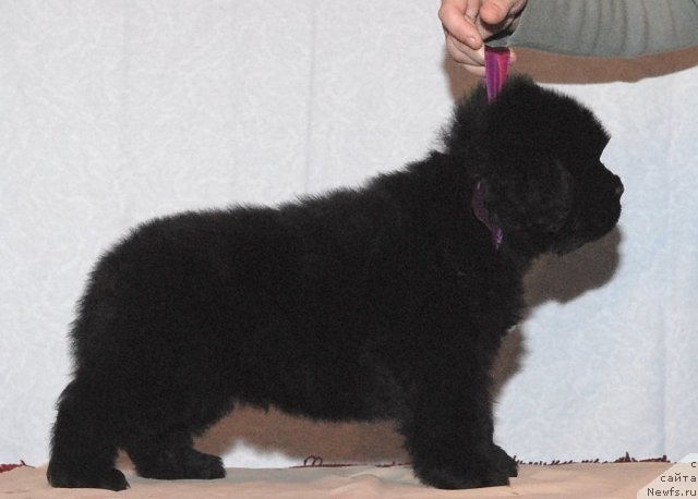 Фото: ньюфаундленд Smigar Gordon Fellow (Смигар Гордон-Феллоу)