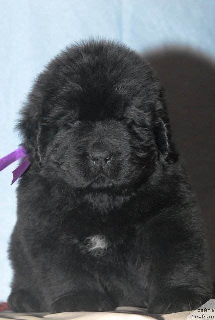 Фото: ньюфаундленд Smigar Gordon Fellow (Смигар Гордон-Феллоу)