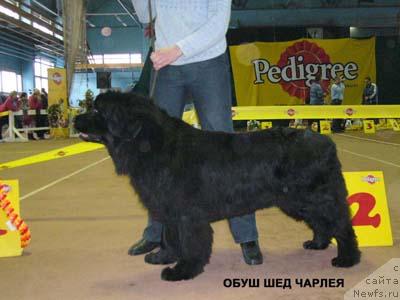 Фото: ньюфаундленд Obush SHed CHarleya (Обуш Шед Чарлея)