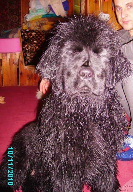 Фото: ньюфаундленд Ih Vyisochestvo Vladlena Madjiks (Их Высочество Владлена Маджикс)