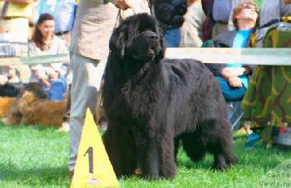 Фото: ньюфаундленд Main Tickle It Happened One Night