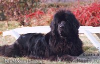 Фото: ньюфаундленд Blue Moon of Sun Bay