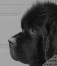 Фотография № 53272