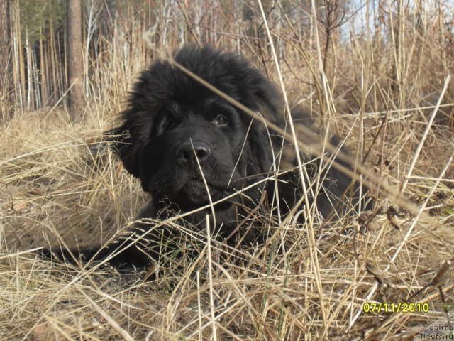 Фото: ньюфаундленд Izumrud Moey Dushi (Изумруд Моей Души)