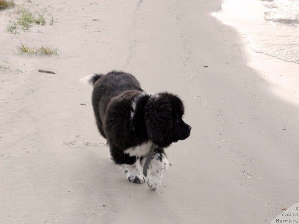 Фото: ньюфаундленд Starbimovlav Gardemarin (Старбимовлав Гардемарин)