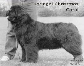 Фото: ньюфаундленд Joringel Christmas Carol