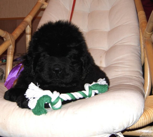 Фото: ньюфаундленд Smigar Gordon Fellow (Смигар Гордон-Феллоу)