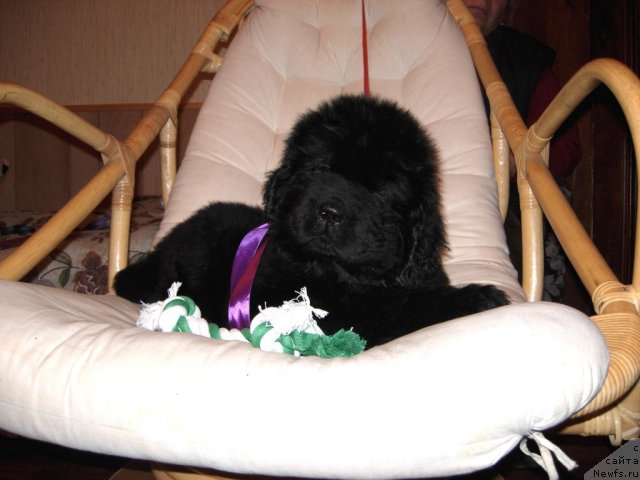 Фото: ньюфаундленд Smigar Gordon Fellow (Смигар Гордон-Феллоу)