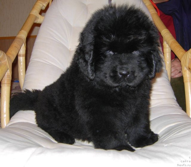 Фото: ньюфаундленд Smigar Galaxsy Shall Win (Смигар Галакси Шелл Вин)