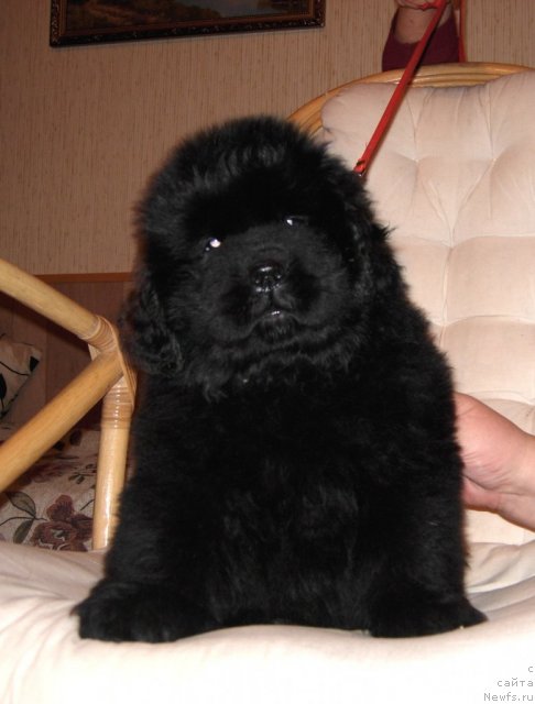 Фото: ньюфаундленд Smigar Galaxsy Shall Win (Смигар Галакси Шелл Вин)