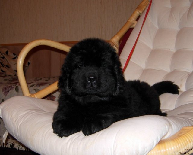 Фото: ньюфаундленд Smigar Greyt Saksyes (Смигар Грейт Саксэс)