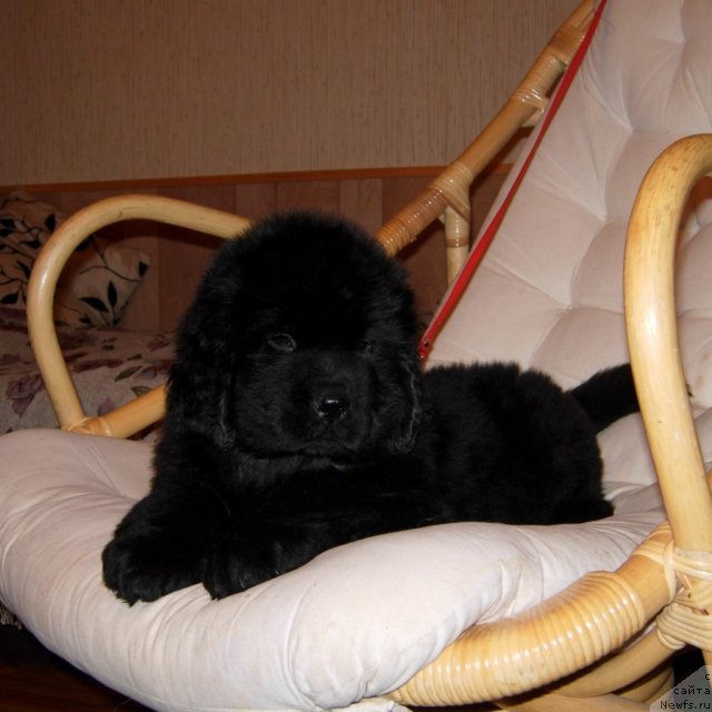 Фото: ньюфаундленд Smigar Greyt Saksyes (Смигар Грейт Саксэс)