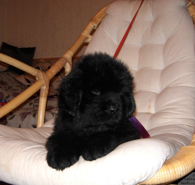 Фото: ньюфаундленд Smigar Go tu bi ze Fest (Смигар Го ту би зе Фест)