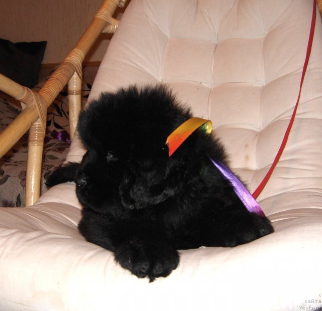 Фото: ньюфаундленд Smigar Go tu bi ze Fest (Смигар Го ту би зе Фест)